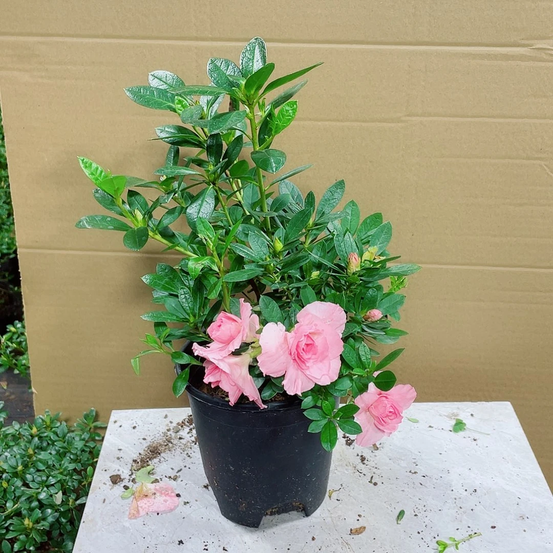 为***笑完全开放桃梅锦50