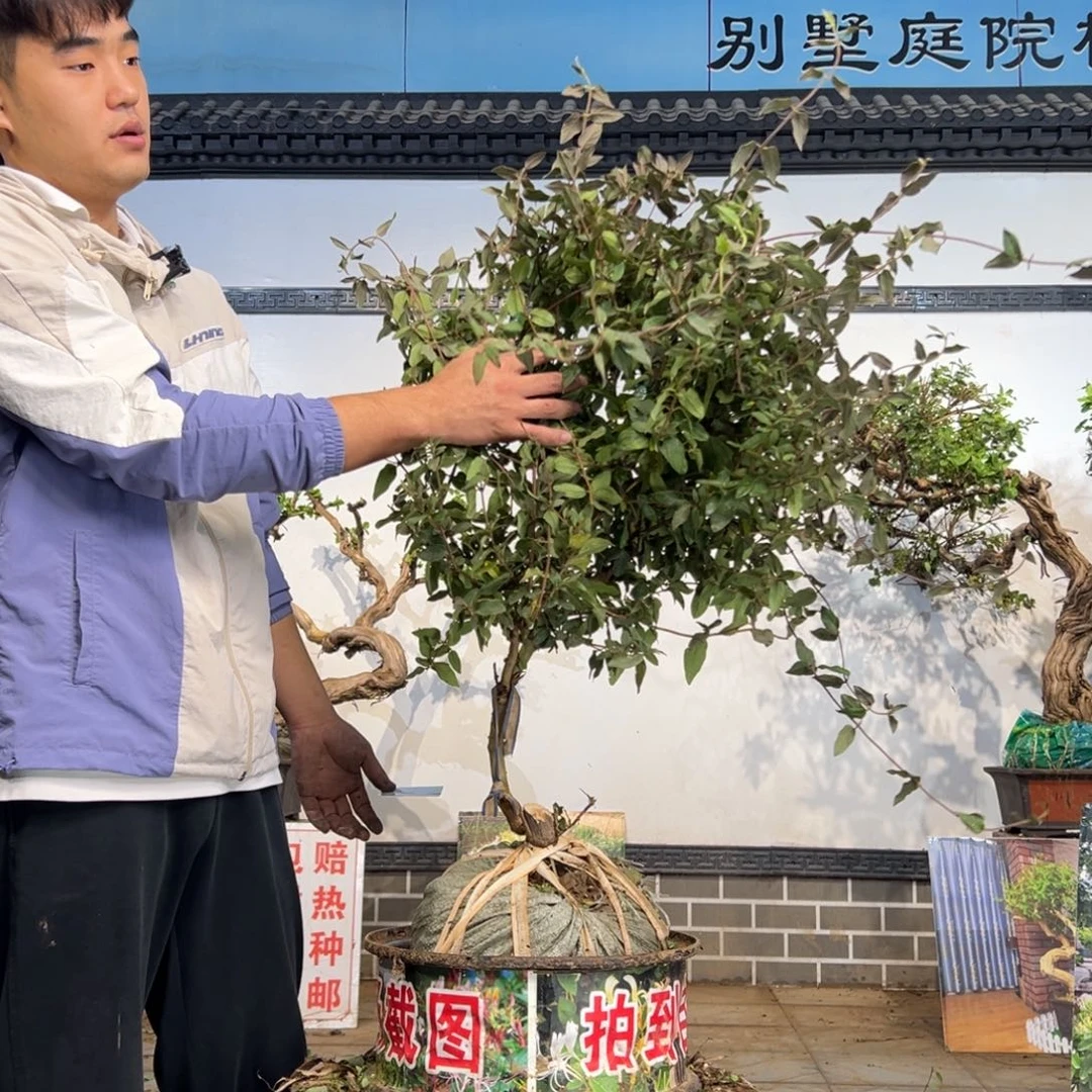 完全开放金银花开花3985958588
