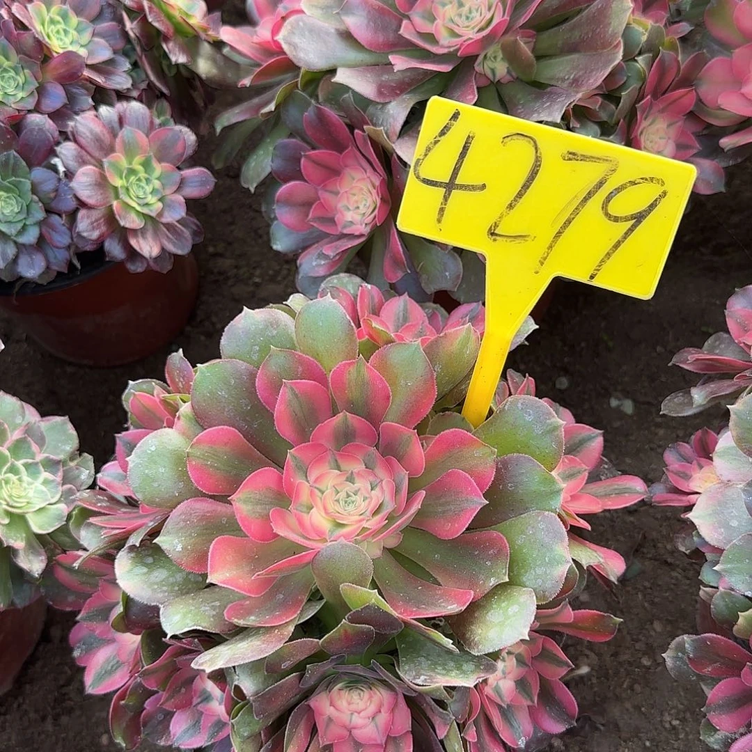 4279--+香妃多头多头