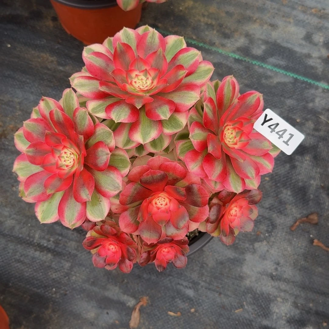 441荔枝丛林4444冠服18左右小颗的