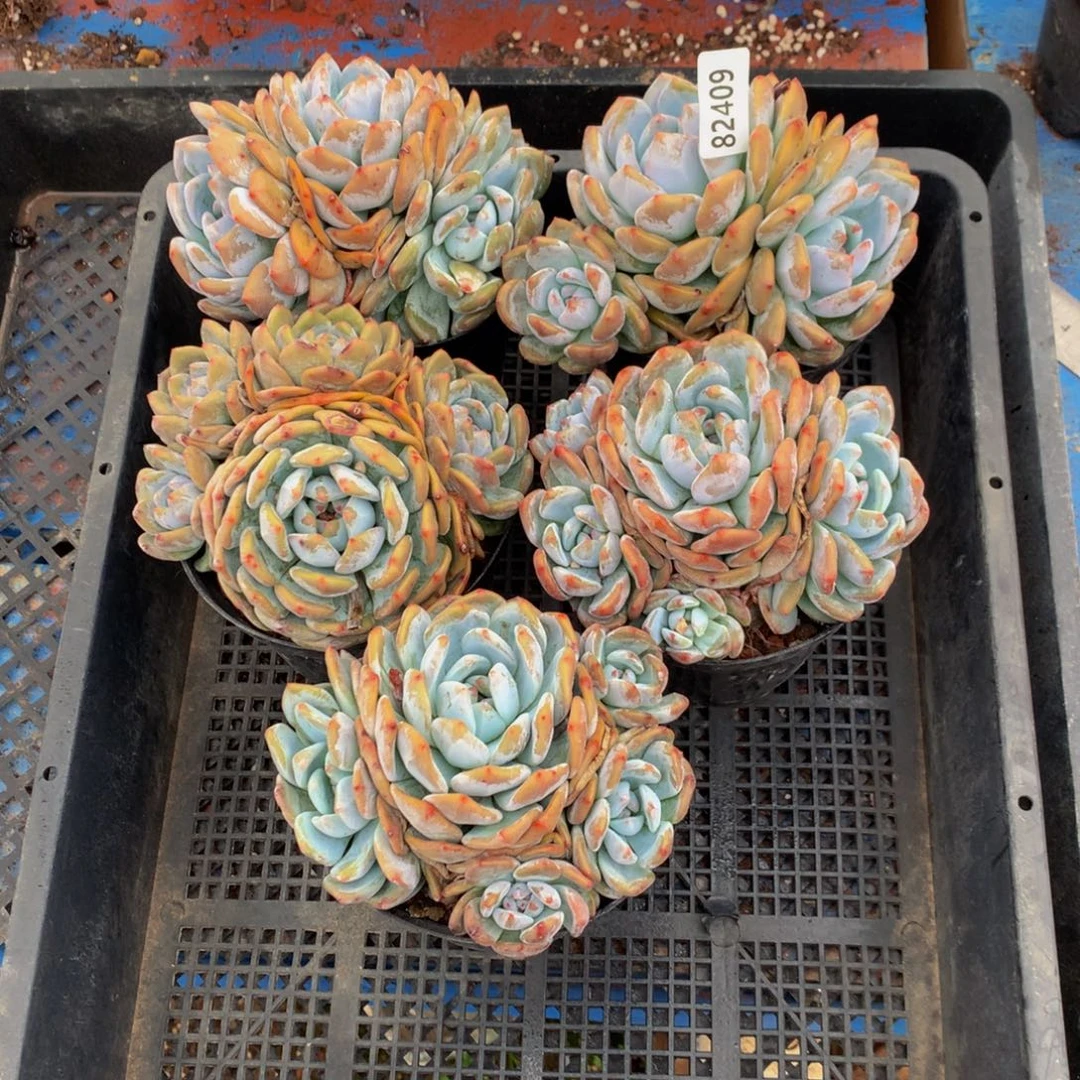 82409五个嗯嗯嗯嗯嗯嗯嗯好