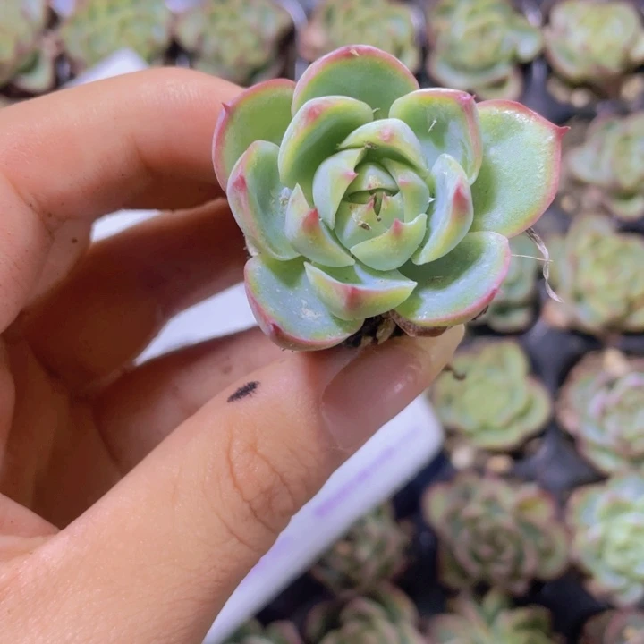 21精品粉水晶2颗一组