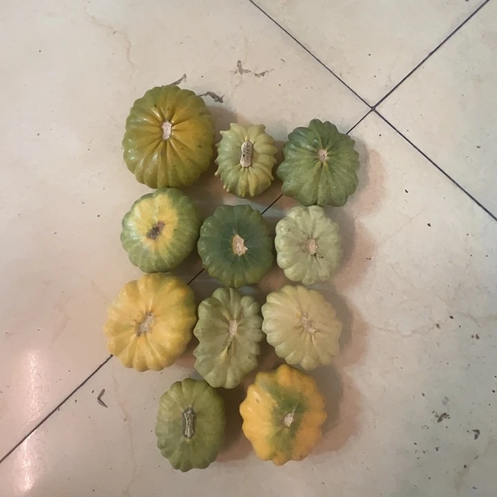 牙***-墨西哥葫芦葫芦葫芦