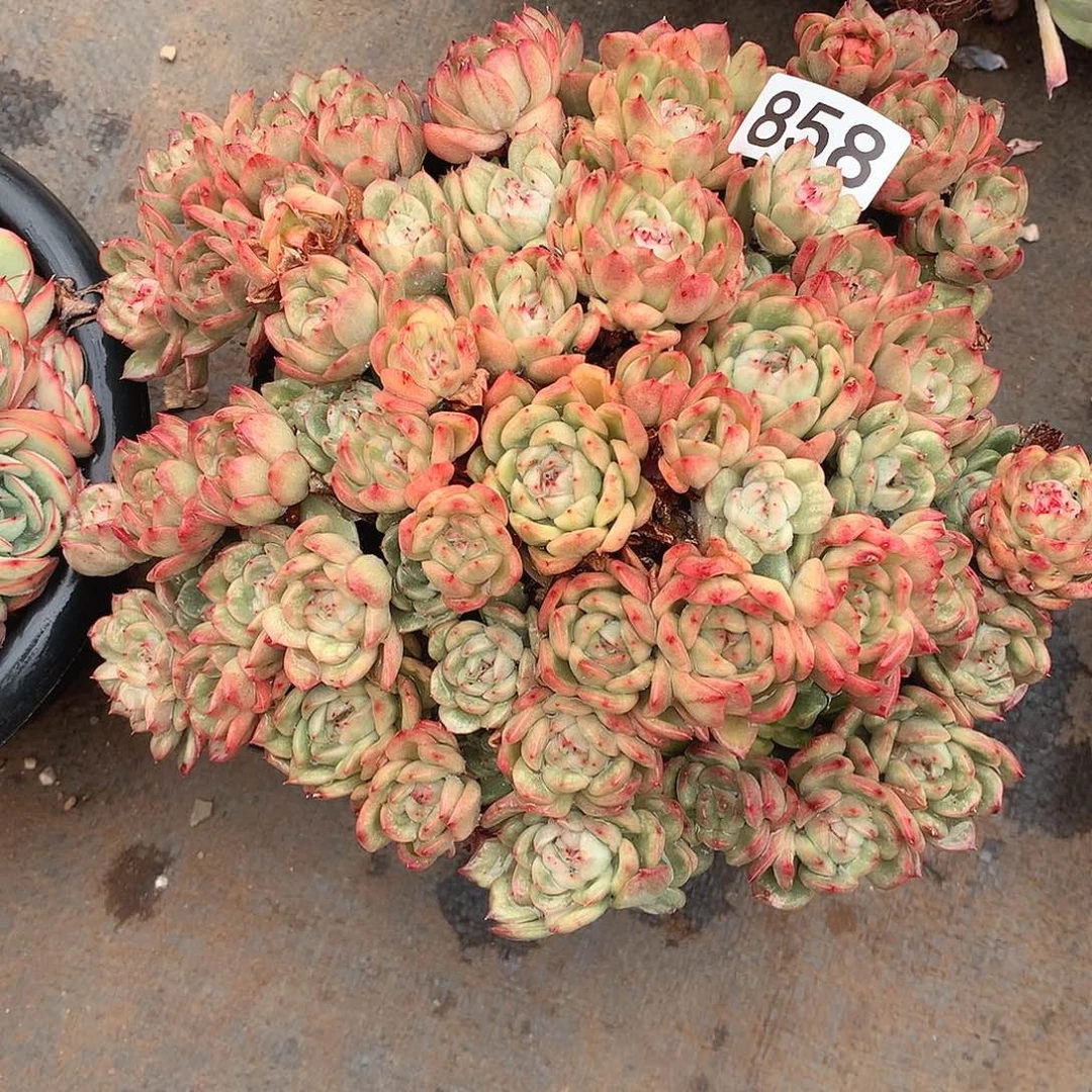 858锦 一物一拍多肉