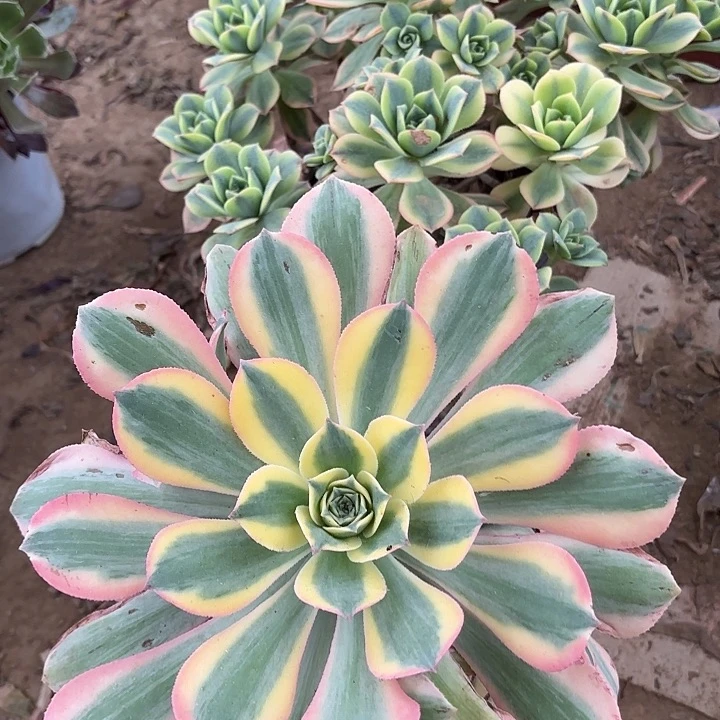 多肉植物法师2颗12