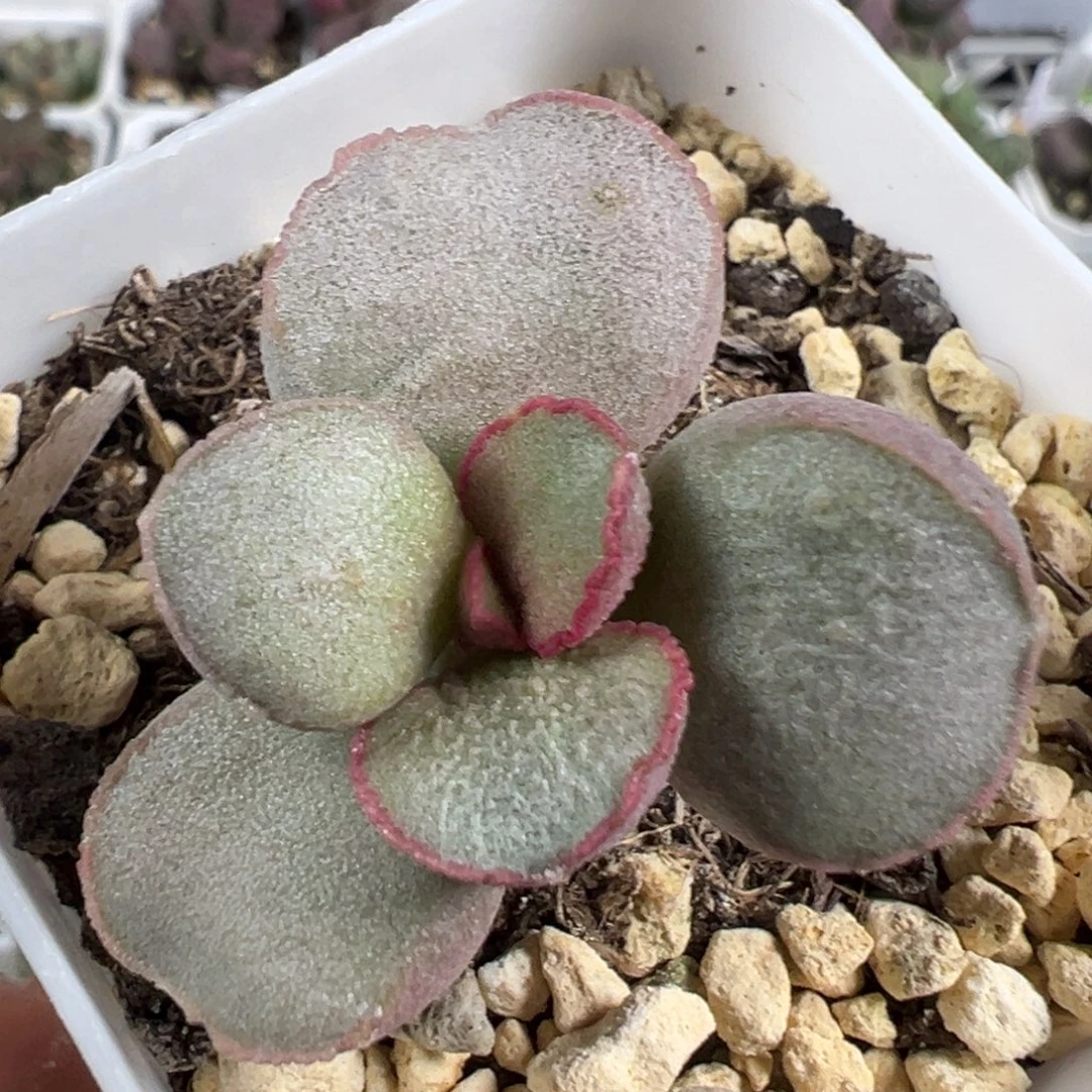 w带桩粉雪蛋多肉植物水泡