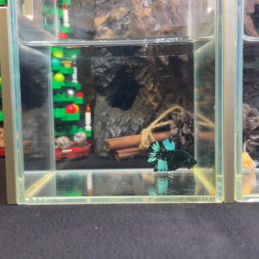 斗鱼鱼次元一月三日竞价