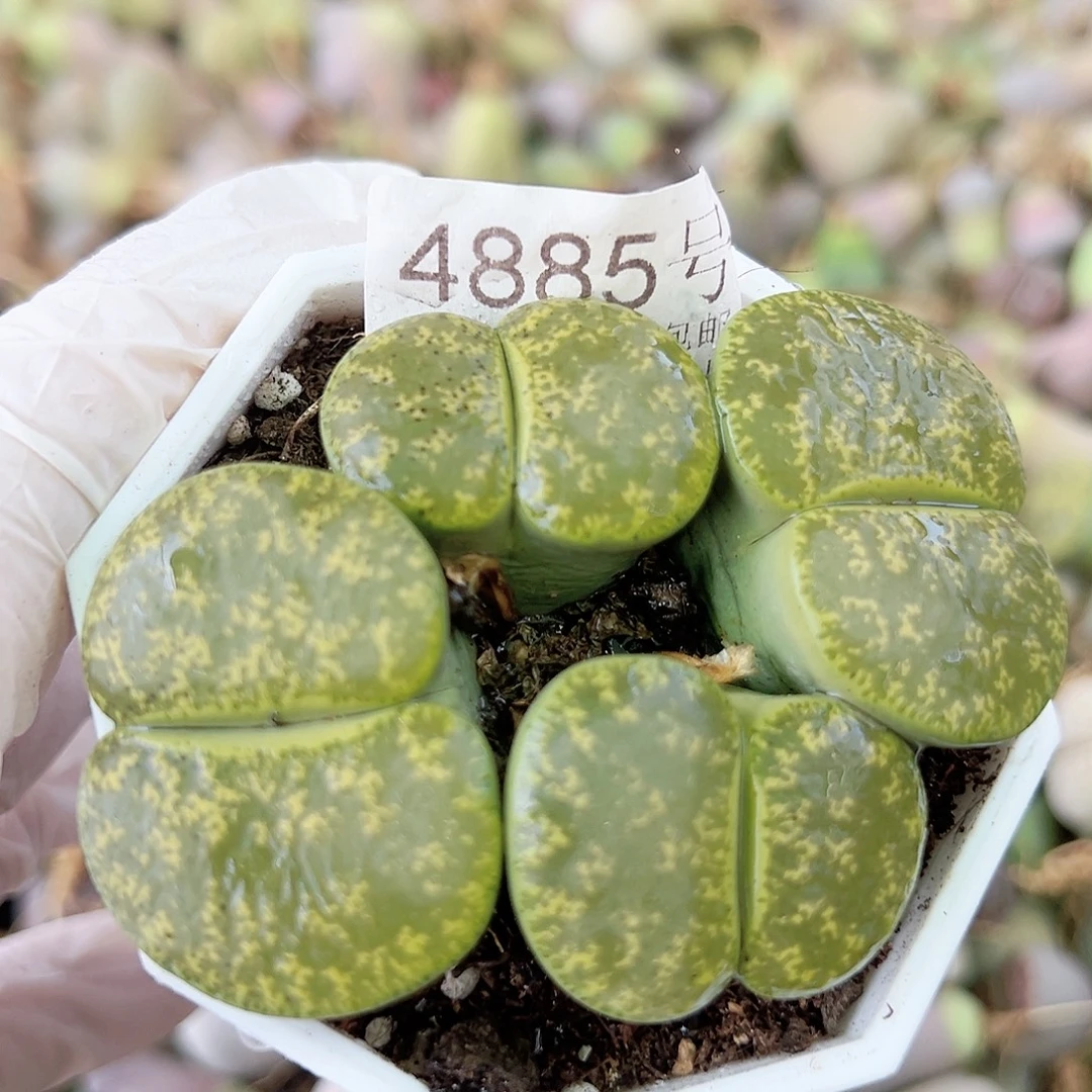 4885 好养易活生石花大母本