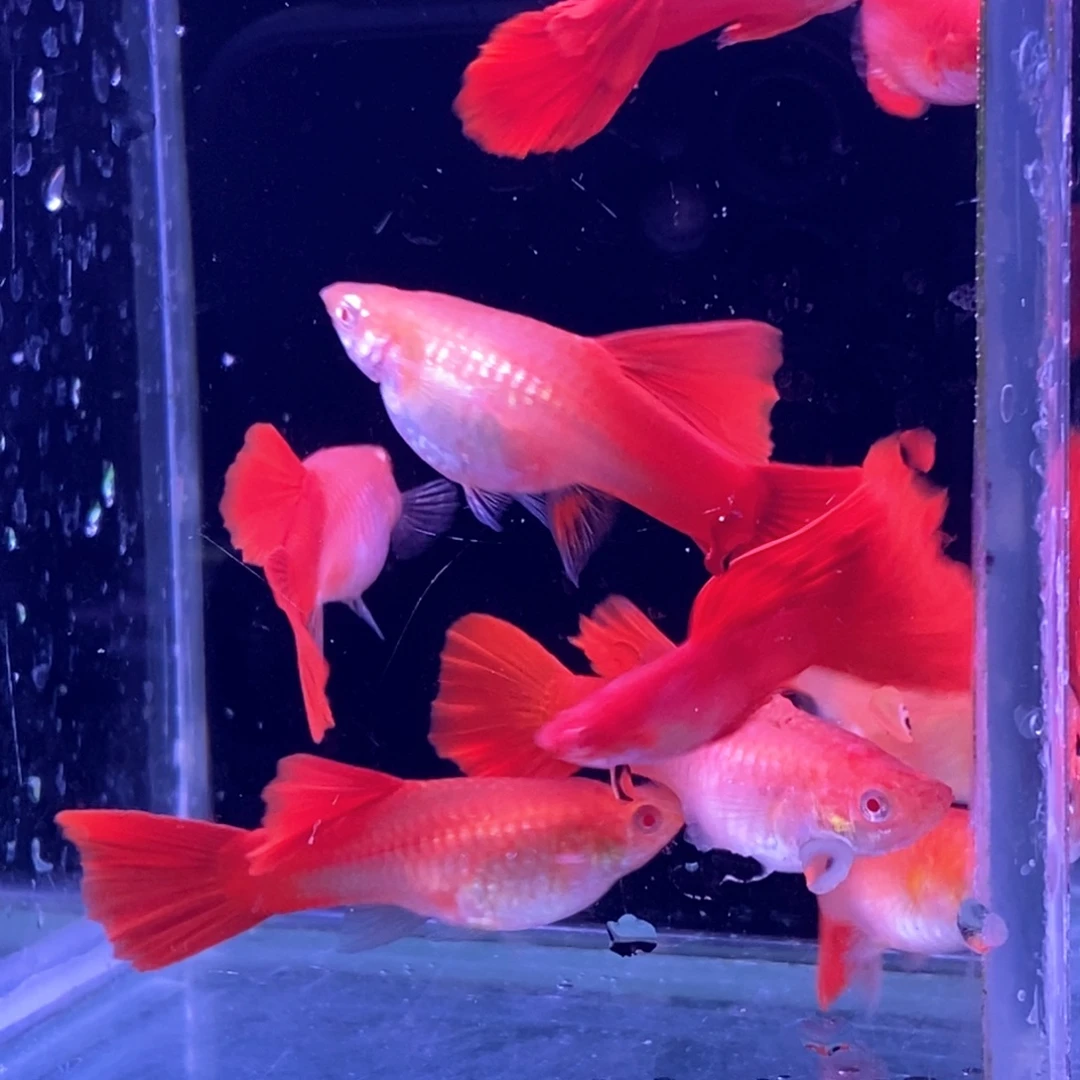 孔雀鱼大背血红5对