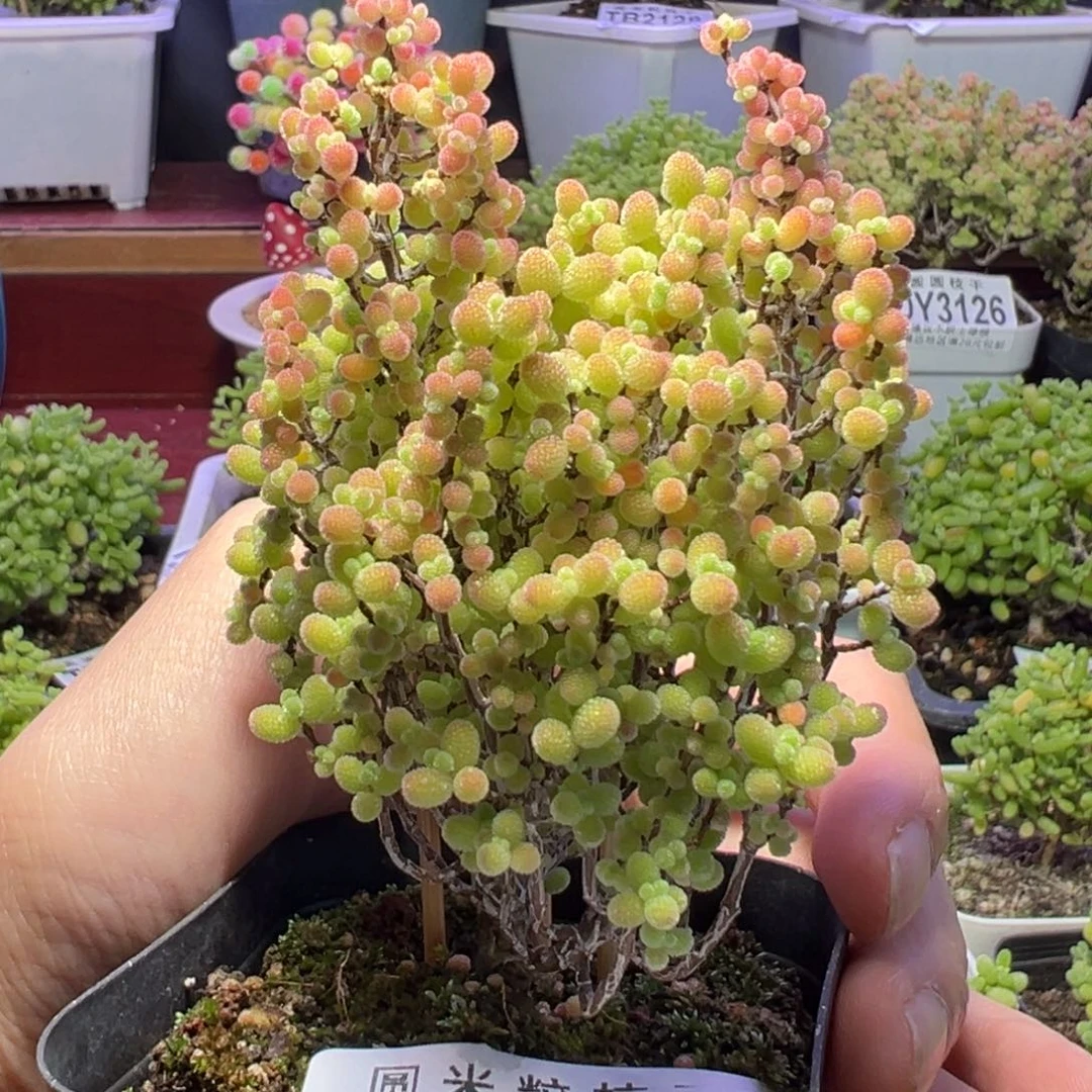 3153蜜橘糖球一物一拍