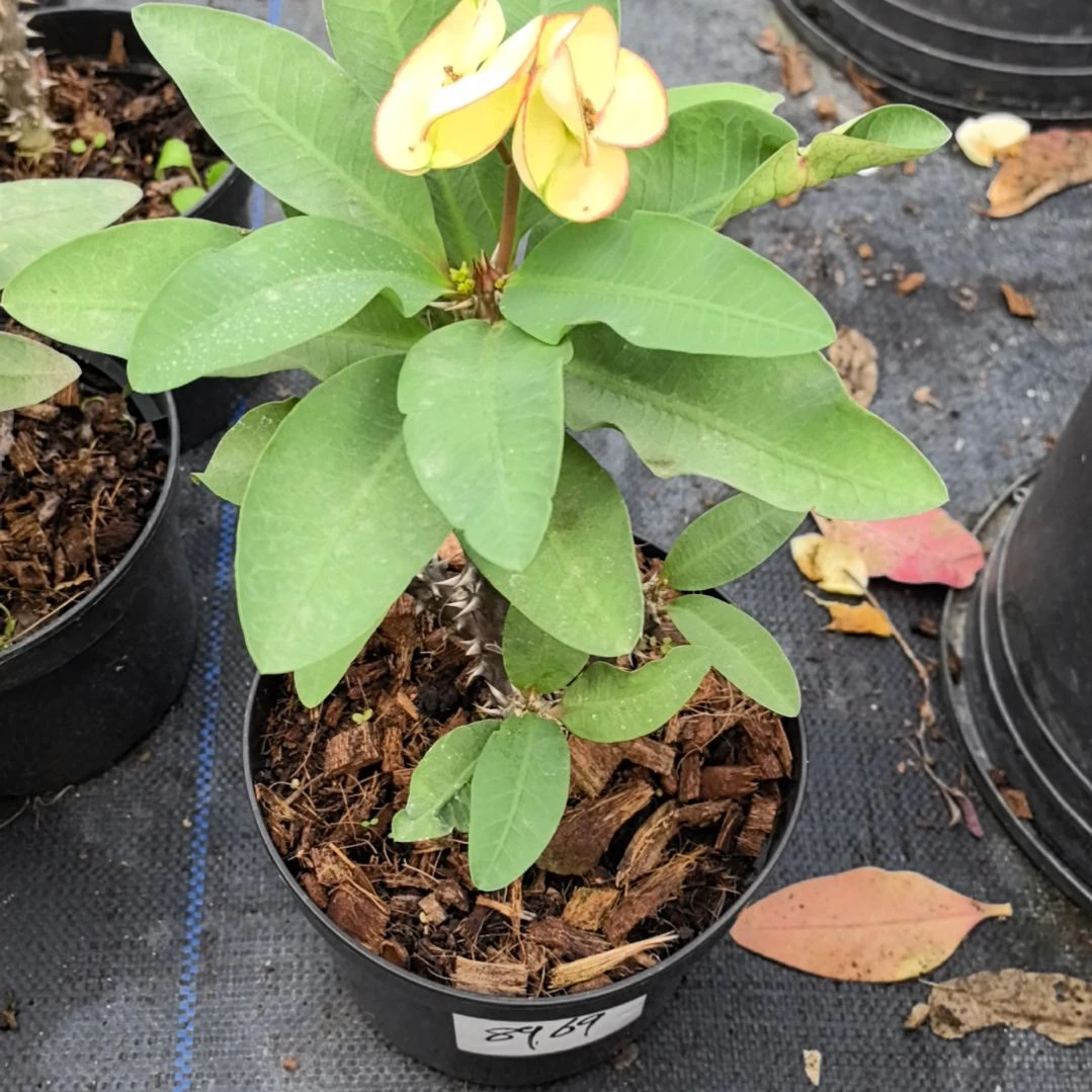 完全开放绿宝石直播间一物一拍