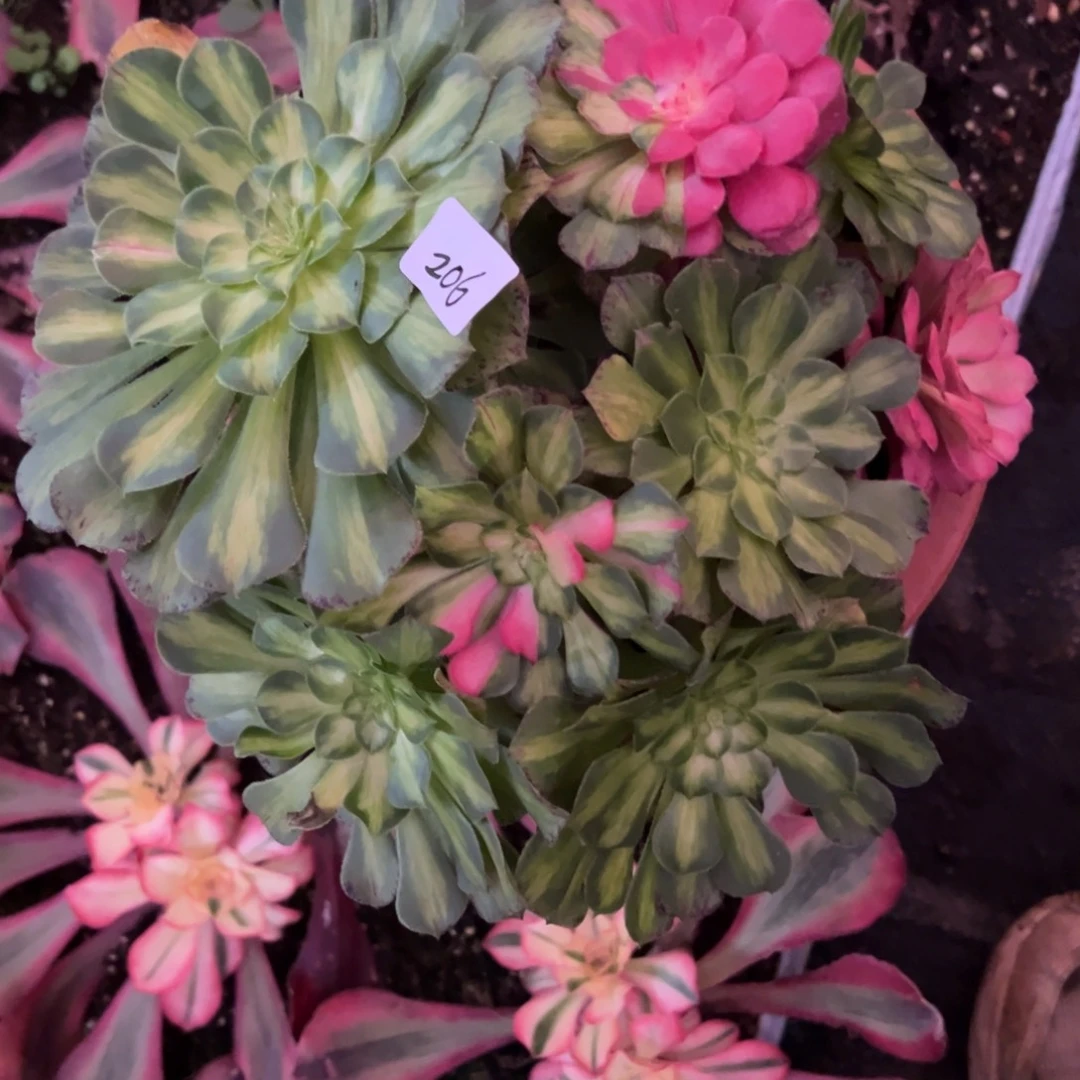 206知否多头植物吸吸