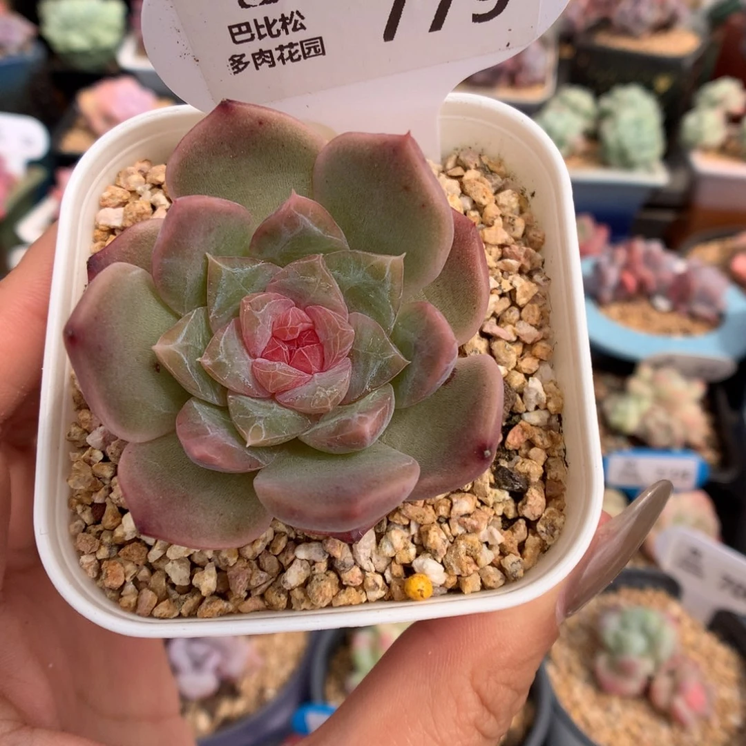779甜心多肉植物一物一拍