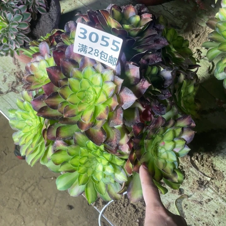 ✨**✨3055二号棚韶华多肉植物A