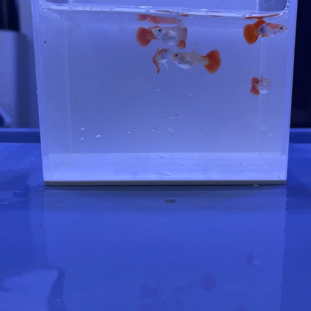 孔雀鱼黄爆球三对开箱视频报损