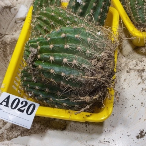 静**初瑕疵的毛花柱a 020