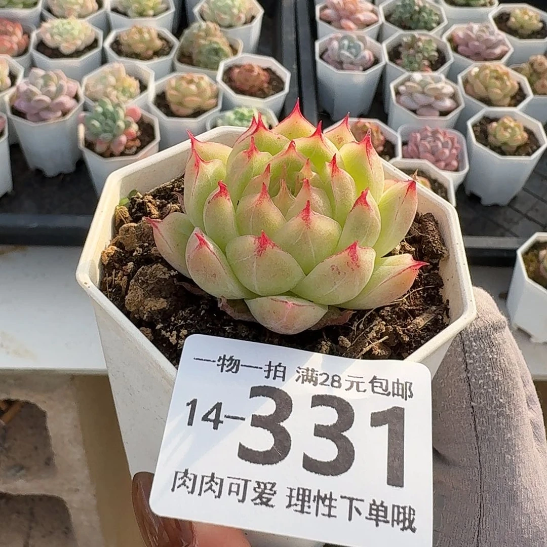 莲华无盆土发货无