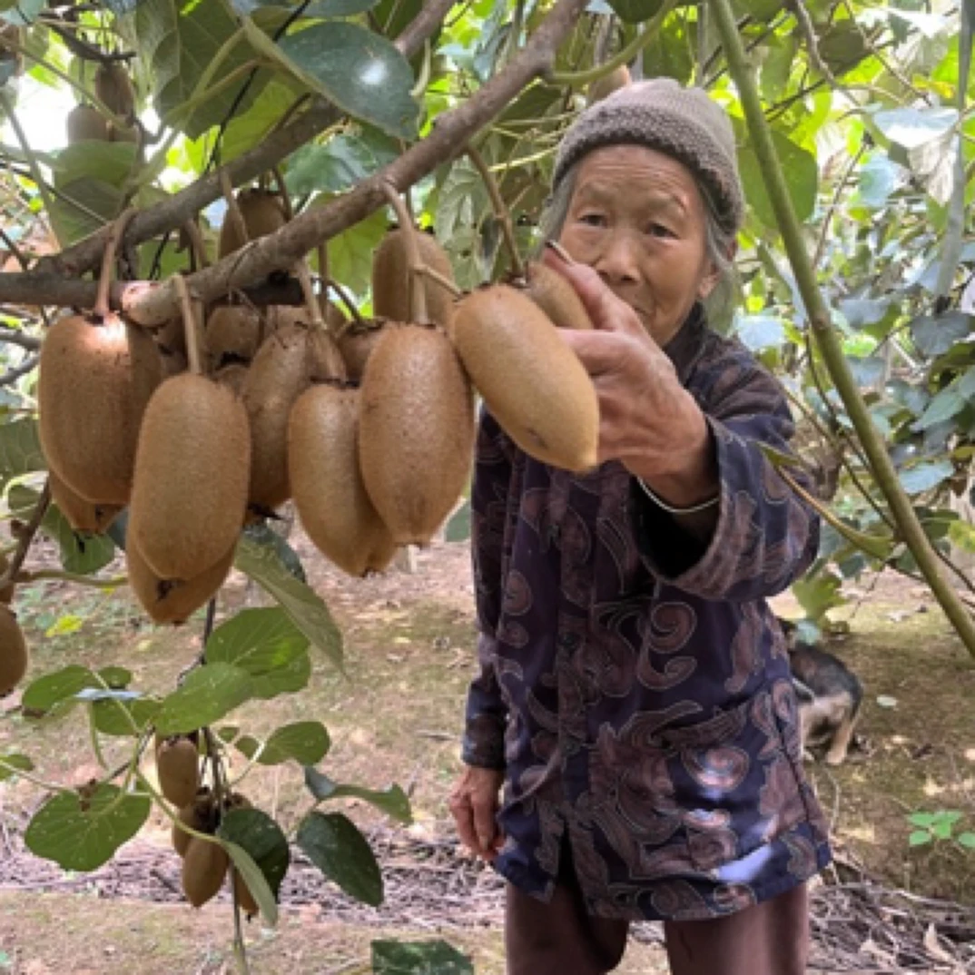 湖南湘高山绿心猕猴桃