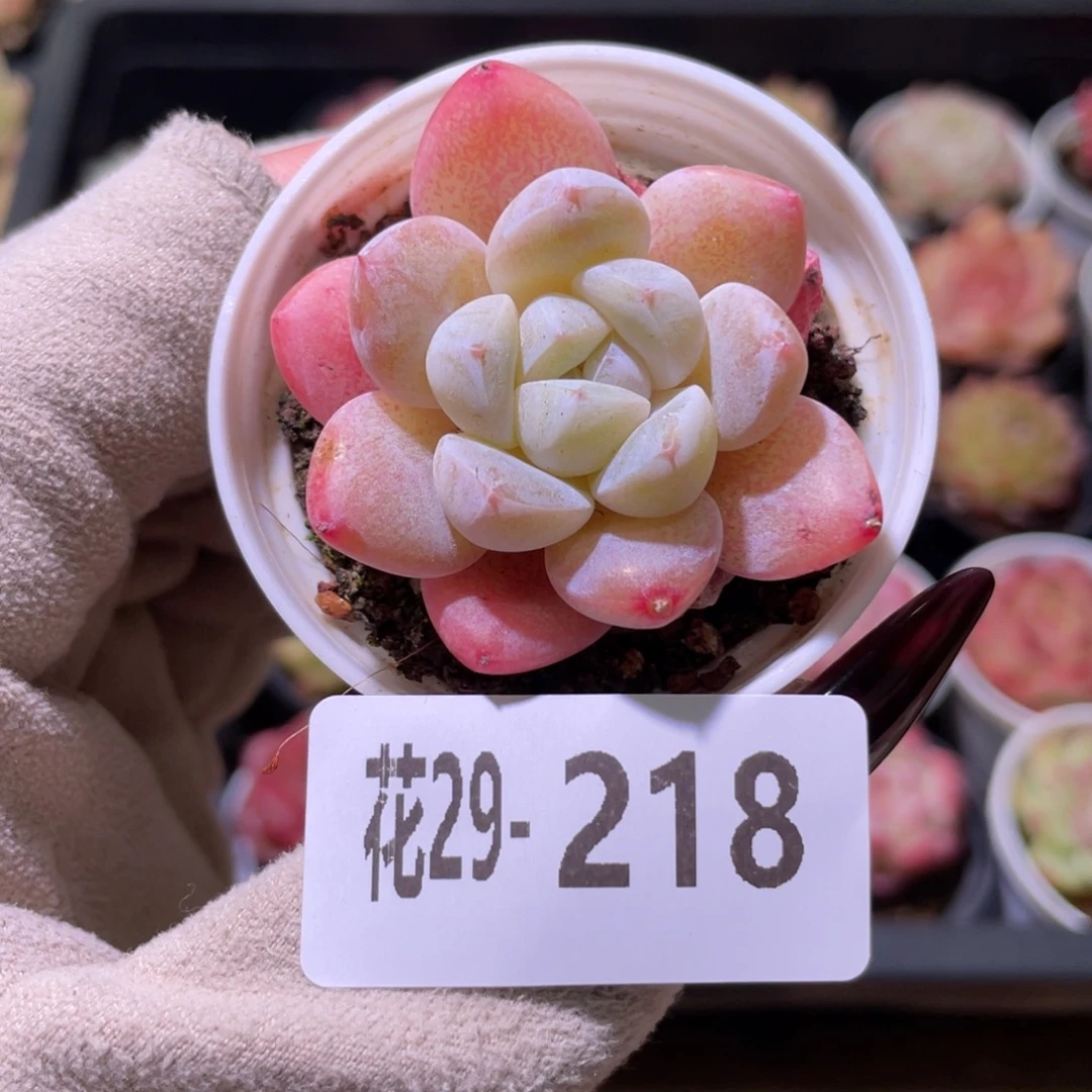 花利美29-218冰玉