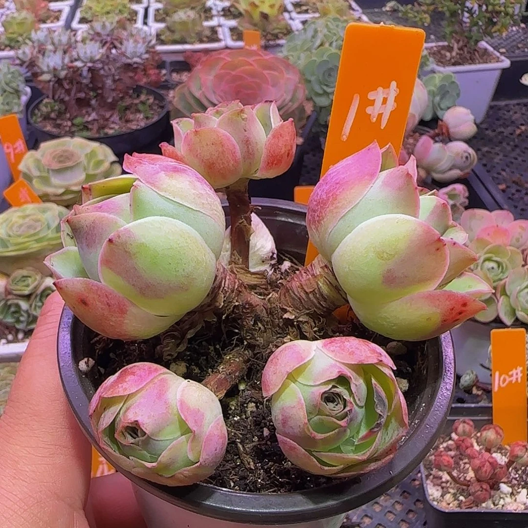 飘枝小老桩事妈玻璃心慎拍非偏远包邮