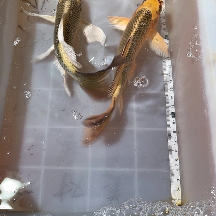蝴蝶鲤鱼渔场直发175