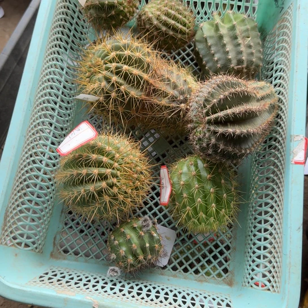 375无根2个侧牙3公分左右斑歪小20包邮