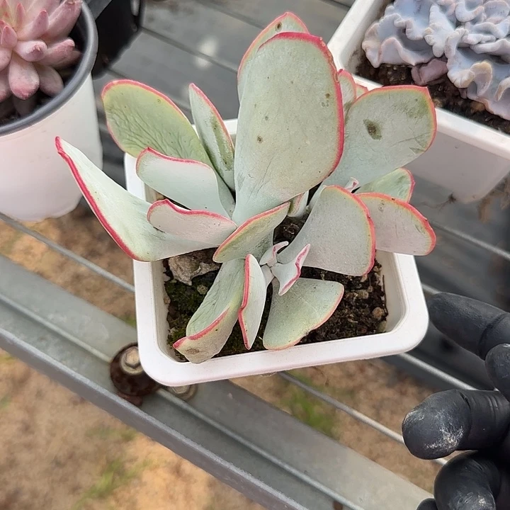 学***记青蛙王子儿童牙膏套装11