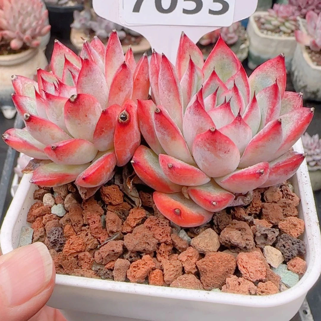 黑**妖多肉植物7053…………….