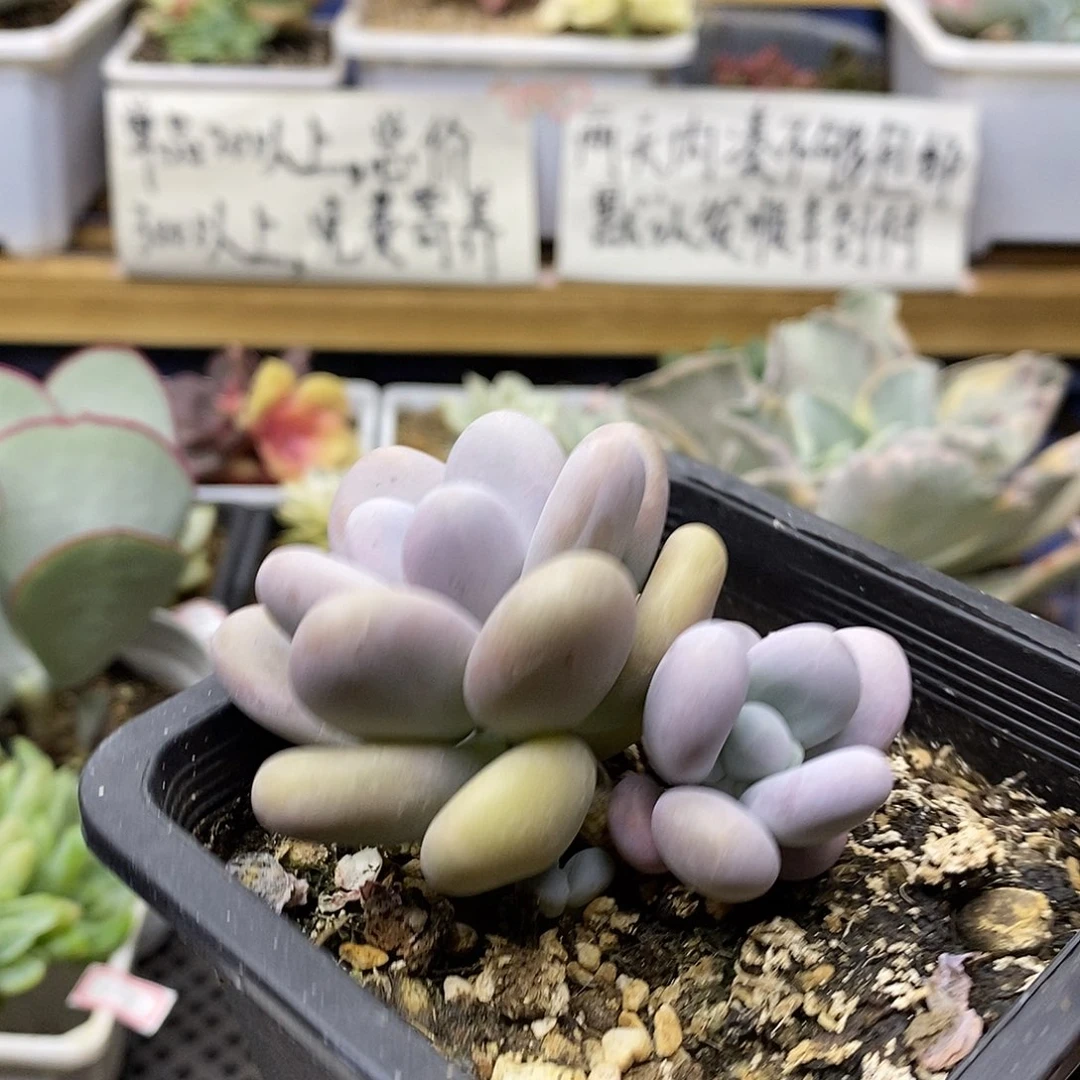 10116 文斯彤奶酪