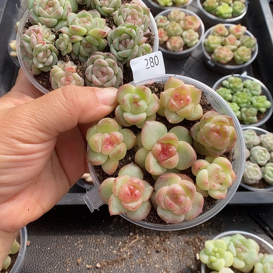 一物一拍一物一拍1028-280