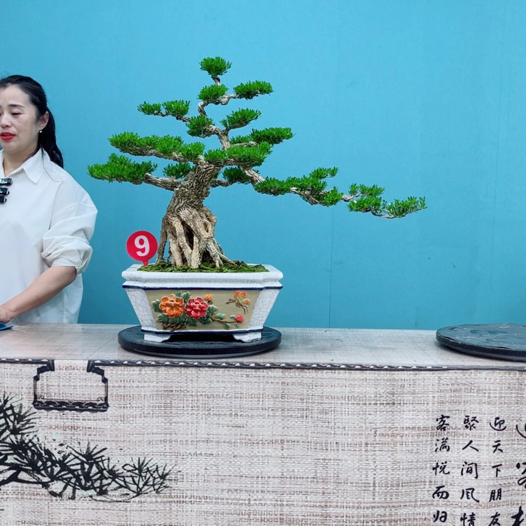 以实际为准黄杨盆景