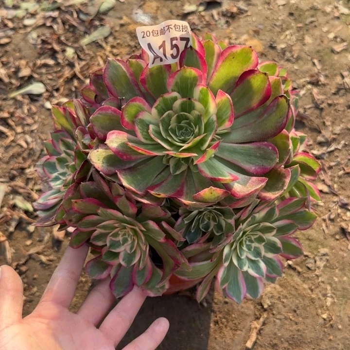 云荷……多肉植物～多肉植物……