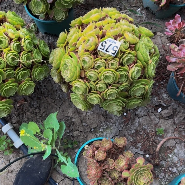 万圣节花29-36包邮花花