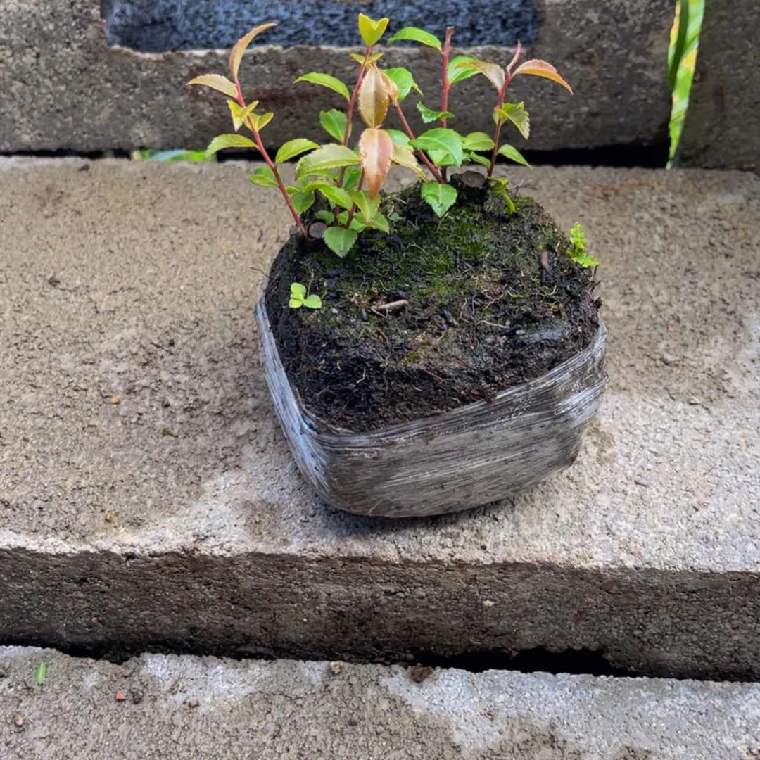 【闪购商品】无花朵老*