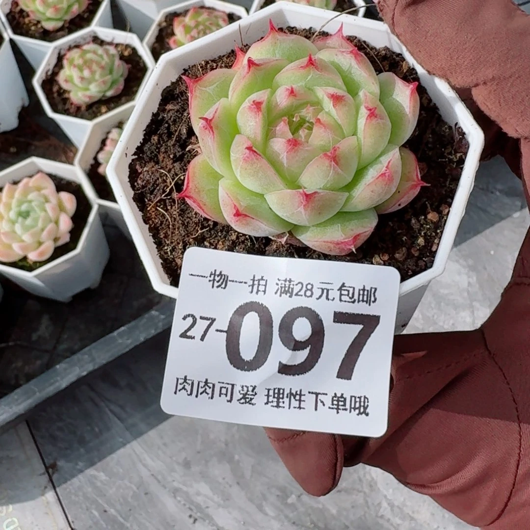 莲华无盆土发货无盆土发货无