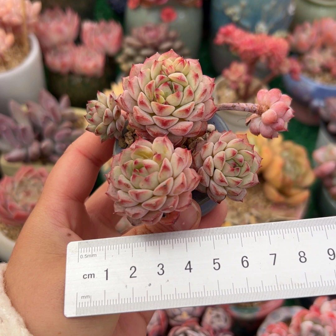 V****n503 多肉植物组合盆栽