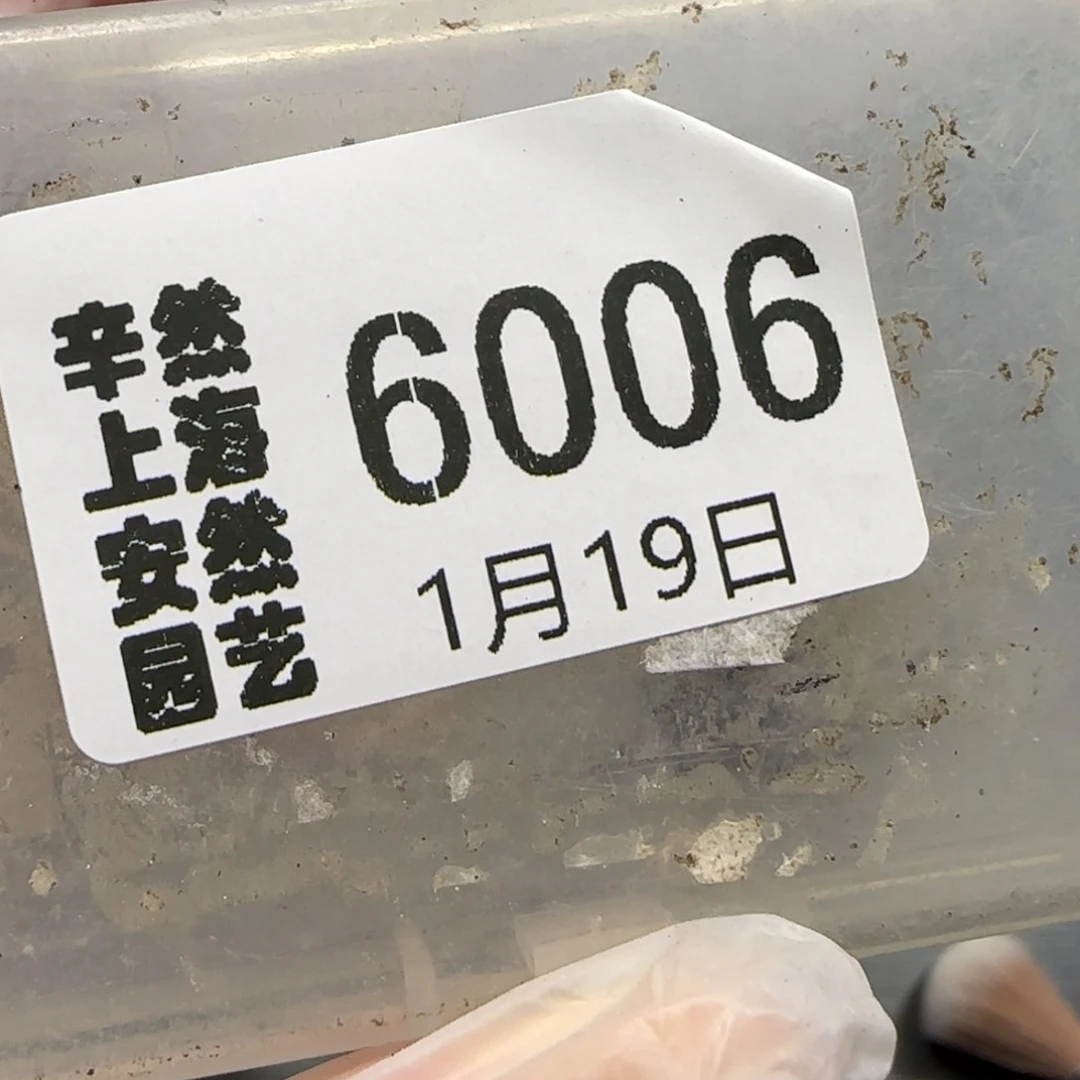 小****！1.19 上播福利 墨 6006