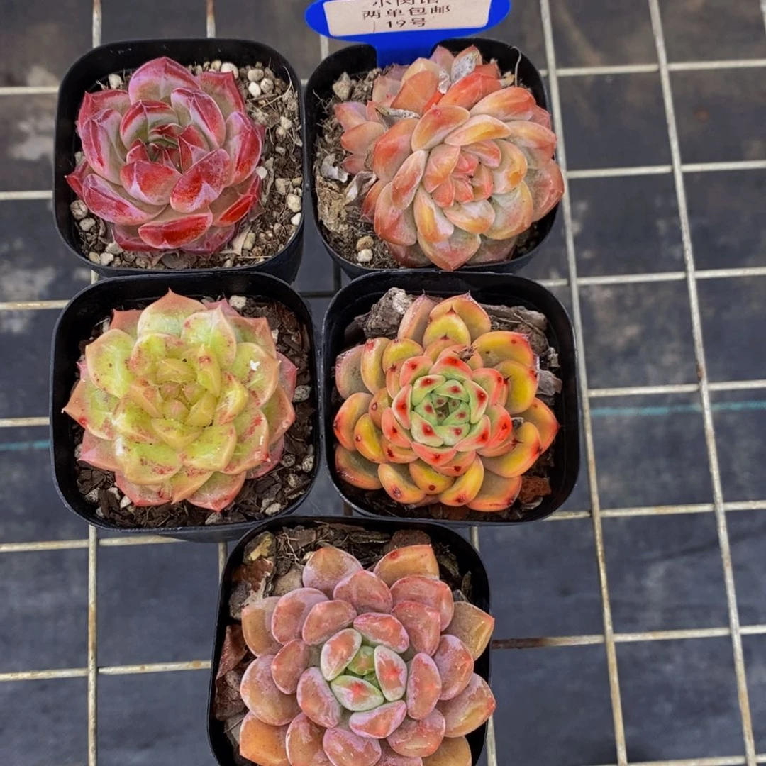 19-精品高端美肉五个