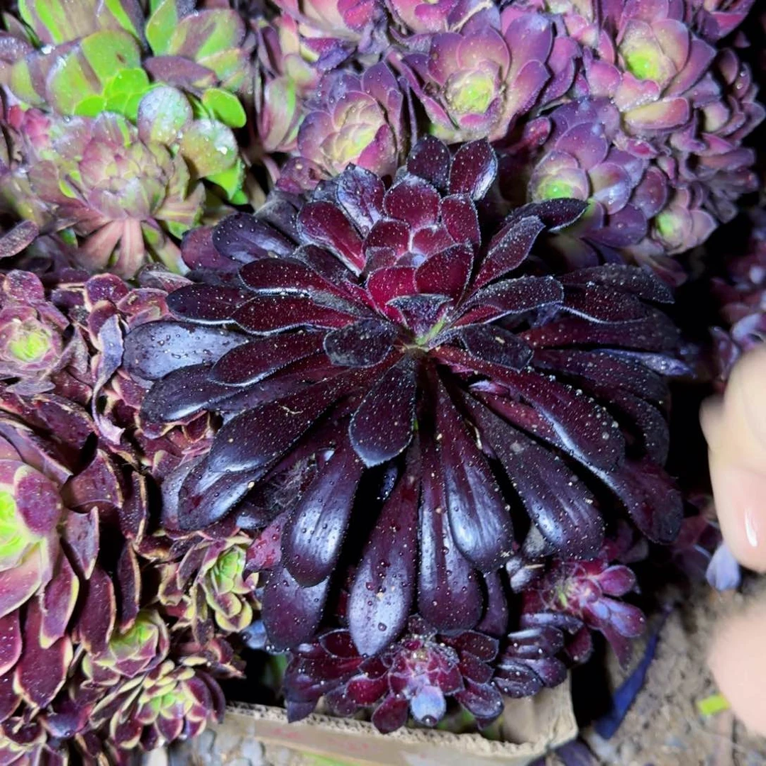 魔法师啊啊满20包邮