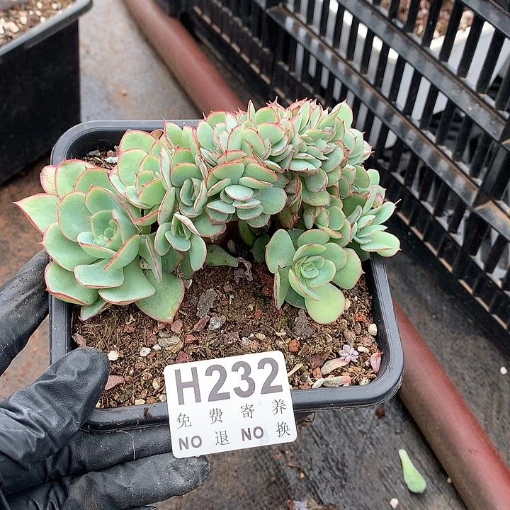 牡丹亭缀化 非偏远38包邮 节后发