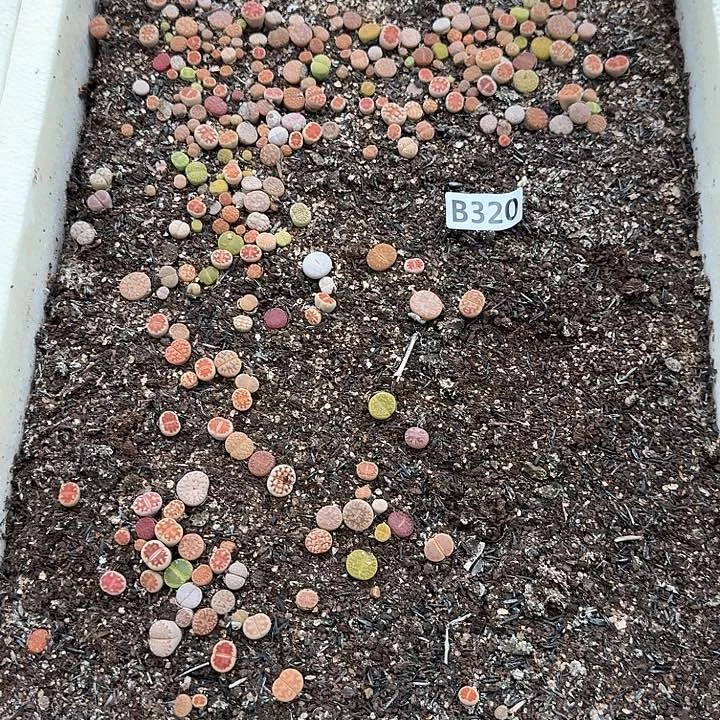 生320石花整筐脱土发货