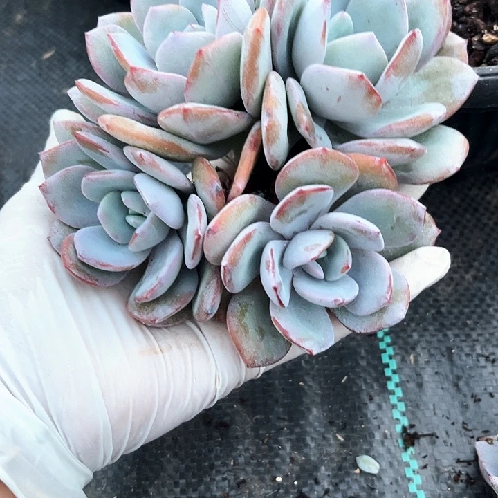 花***子奶茶90号码牌子的话