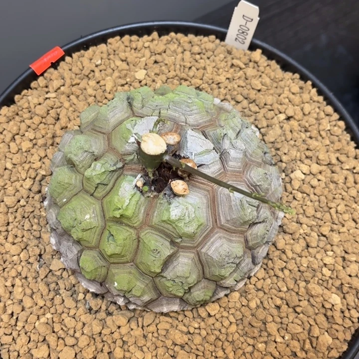 南非龟甲龙带盆包邮