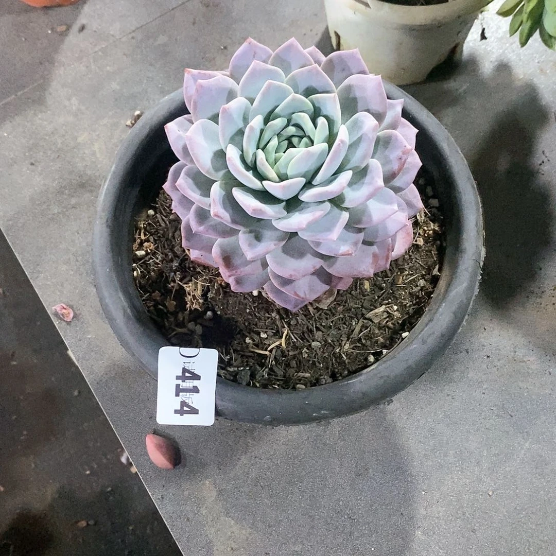 菠*414白雪多肉植物