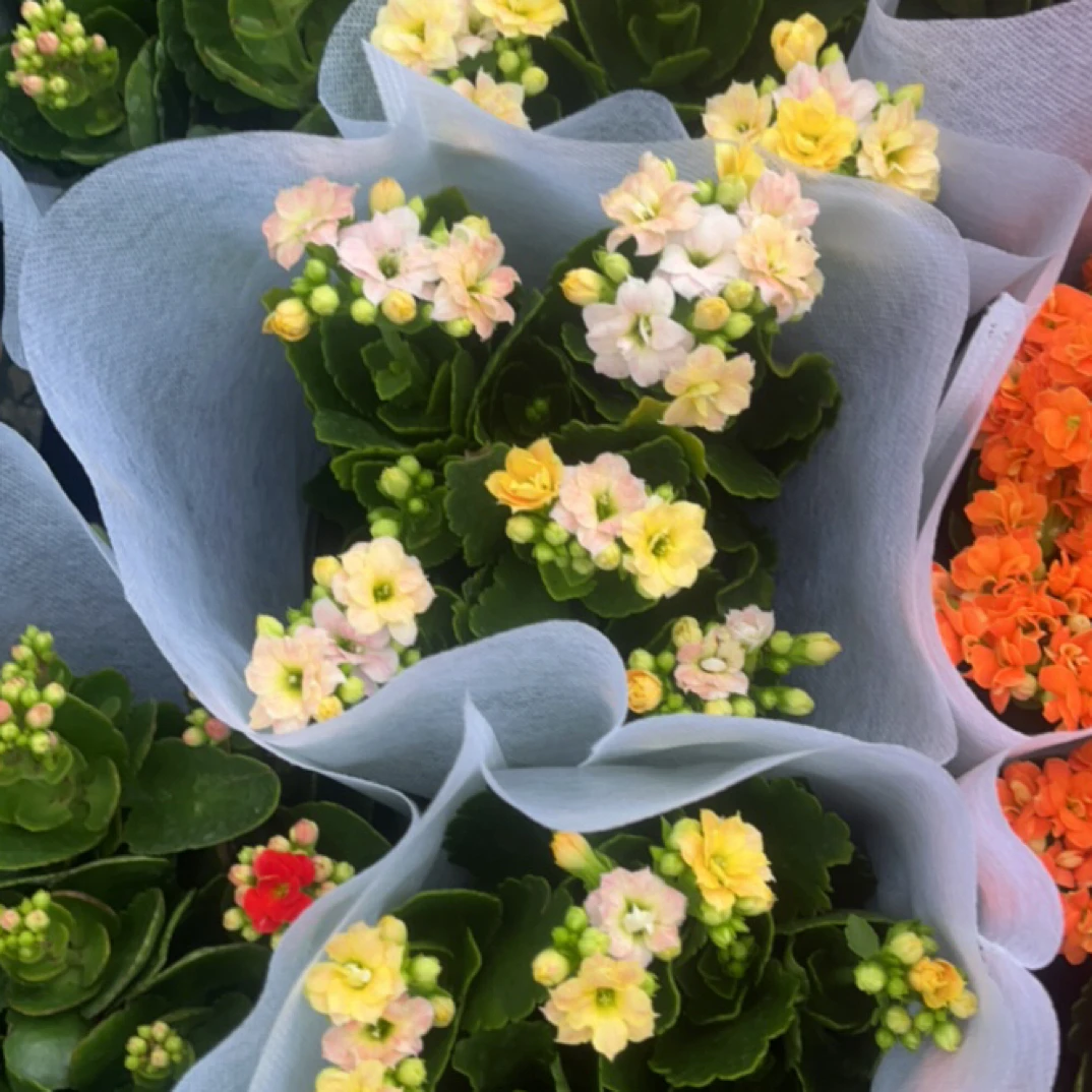 重瓣（彩虹糖）长寿花盆栽室内阳台花卉绿植四季开花带花苞好养
