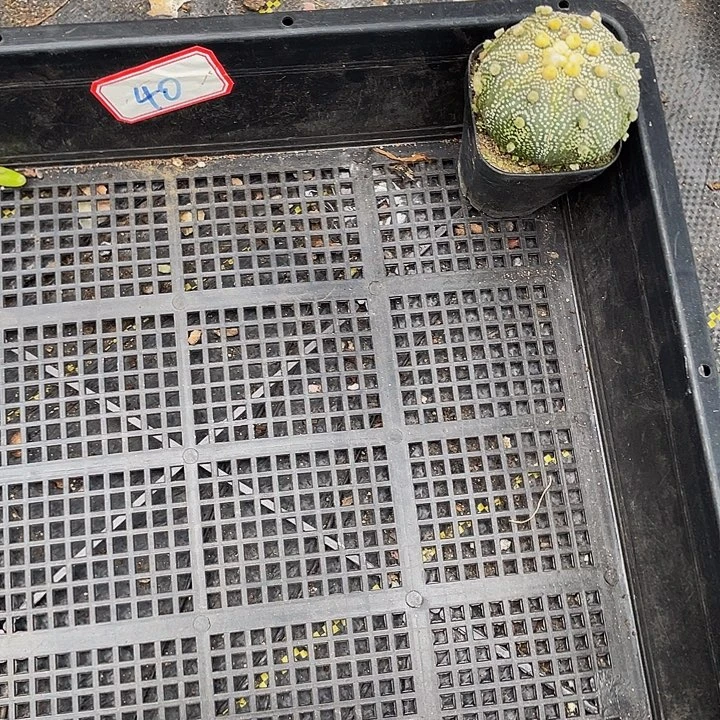 大*40号筐带葡萄干浪费