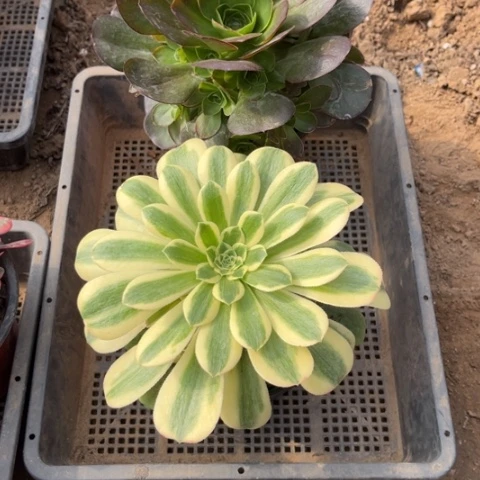 988多肉植物组合