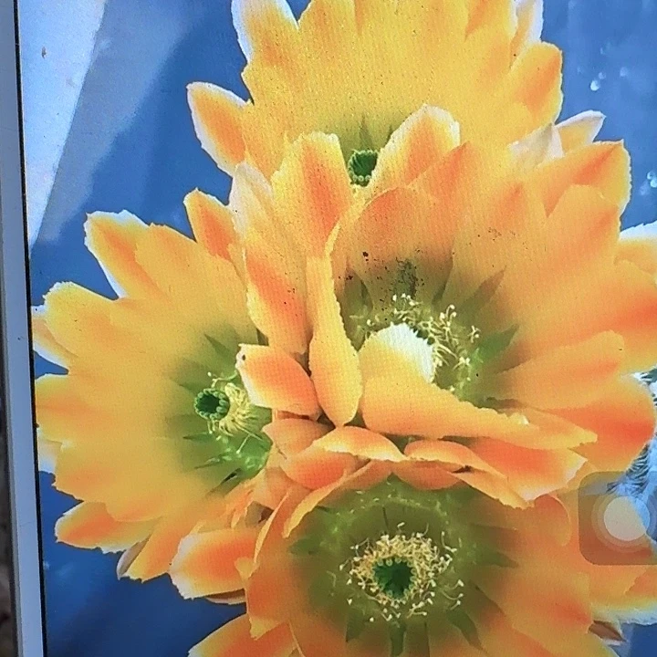 皇冠虾侧芽3公分仙人球