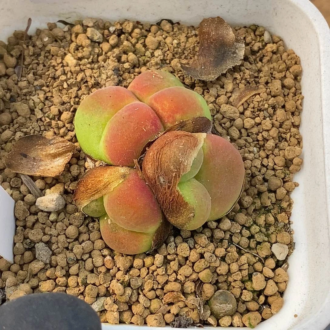 ?****?桃喜花园0526-34水蜜桃
