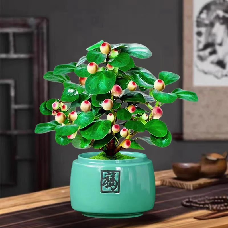盆栽带果小盼菩提树办公室桌面绿植中式盆景禅意植物摆件四季好养